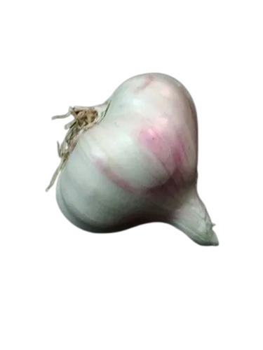 Fresh White Garlic