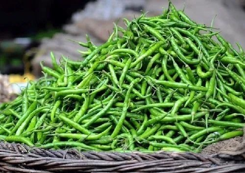 Green Chilli - 10 Kg A Grade Chopped Form | Common Shape Cooked Style Shelf Life: 10 to 12 Days in Net Bag