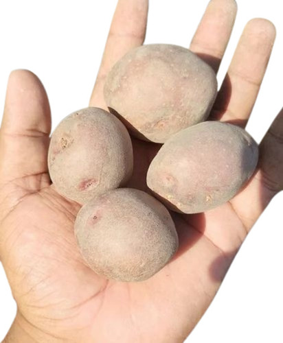 Lady Rosetta Potato