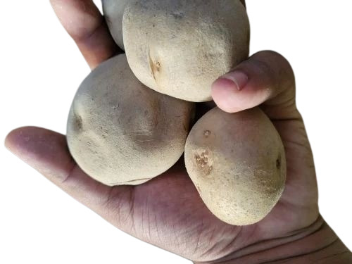 Lowkar Seed