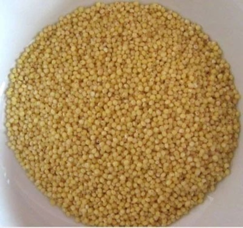 Millet Seeds - A Grade, Natural Cultivation, Yellow Color | 100% Purity, Optimum Condition, Fresh for Human Consumption