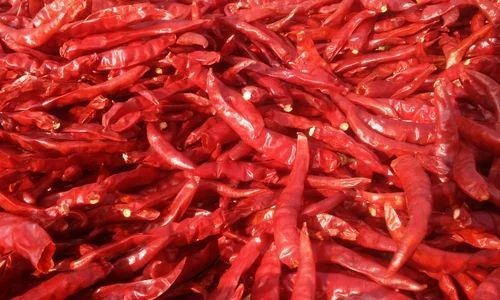 Dried Chilli - Salem Gundu Chilli With Stem, 50 kg Plastic & Gunny Bag Packaging | Spicy Taste, Grade A, Bright Red Color, Store in Cool Dry Place