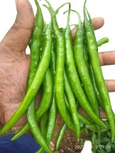 Fresh Green Chilli - Fresh A Grade Vegetables, Chopped Style for Cooking, Common Shape, Packaged in Gunny Bag for Optimal Storage
