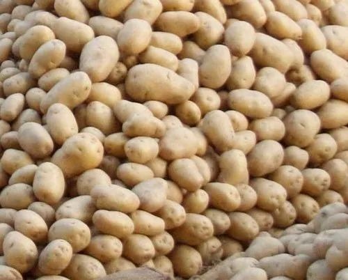 Fresh Potato - Fresh Cooking Grade A Chopped Common Shape | Optimum Quality Packaged in Gunny Bag for Storage in Cool and Dry Place