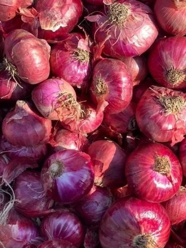 Red Onion Small - A Grade Chopped, 5 Kg PP Bag | Common Shape, Cooked Style, Versatile Usage in Culinary Dishes