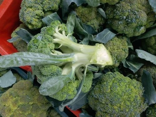 Broccoli - Fresh A Grade Vegetables, Chopped Common Shape for Cooking Style