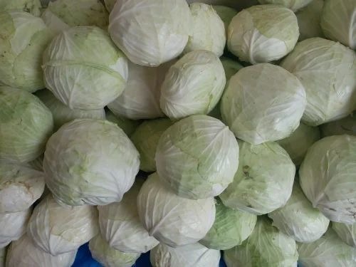 Fresh Cabbage - Cooking Grade A, Chopped Form - Fresh, Common Shape, Ideal for Culinary Applications, Store in Cool and Dry Place