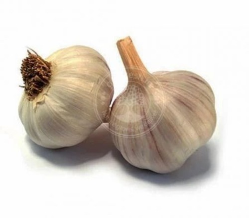 Fresh Garlic