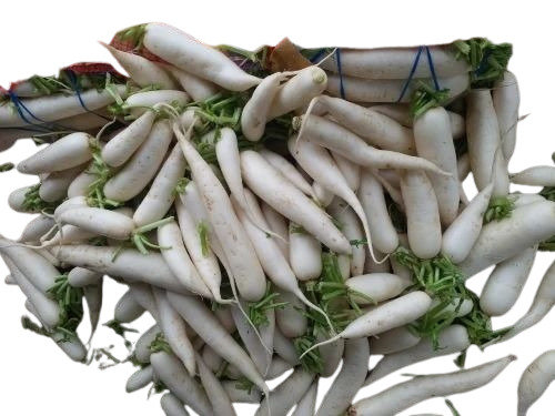 Fresh Radish - A Grade Fresh Vegetables in Optimum Condition | Chopped Common Shape Cooked Style Culinary Essential