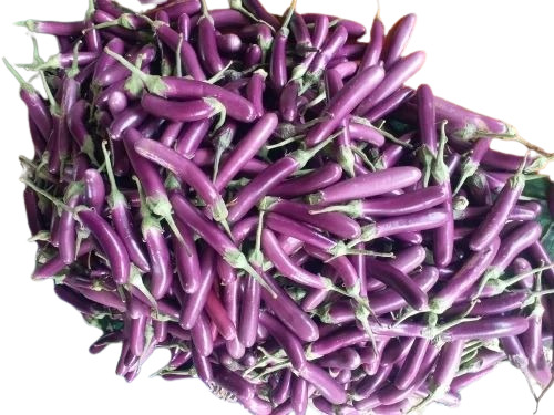 Long Brinjal - Fresh Cooking Grade A Common Shape Chopped Style For Culinary Delights