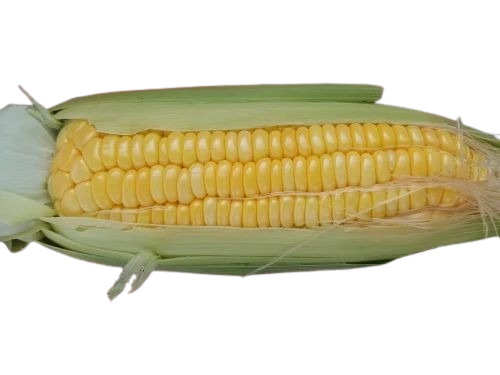 Sweet Corn - Large A Grade, 20 Kg Mesh Bag | Fresh Yellow Variety, 100% Purity, Common Cultivation Type
