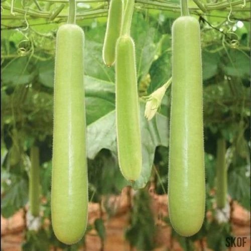 Bottle Gourd - Round Shape, Large Size, Green Color, A Grade Quality | Chopped Processing Form, Common Style, Cooked Variety