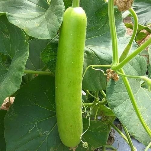 Bottle Gourd - Medium Size, Green Color, A Grade Quality | Chopped Processing Form, Common Shape, Cooked Style