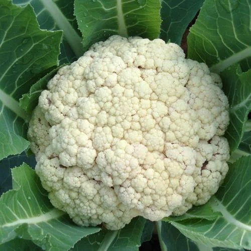 Fresh Cauliflower - A Grade, Fresh Vegetables | Chopped, Common Shape, Cooked Style