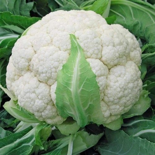 Fresh Organic Cauliflower