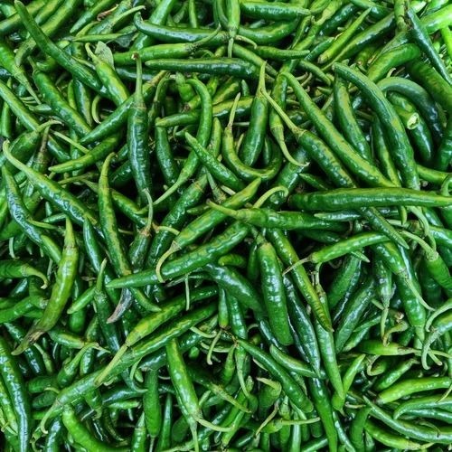 Green Chilli - Hybrid Organic, Loose Chopped Style | Spicy Flavor, Good For Nutritions, Cooked Common Shape, Healthy Green Color