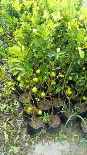 Lemon Plant