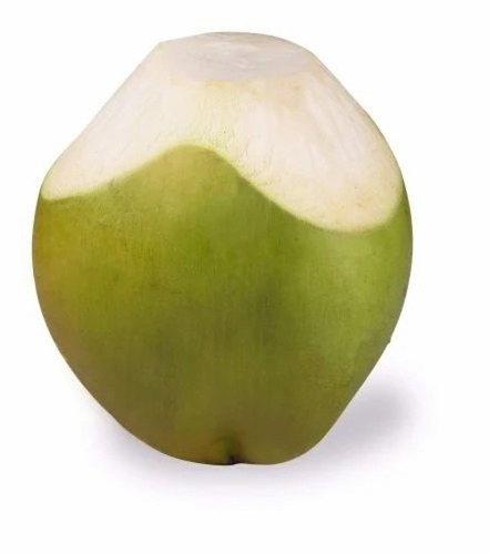 Tender Coconut - Organic, Large Size | Fresh Green Tender Coconut with Tender Flesh and Naturally Sweet Water