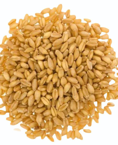 Organic Wheat