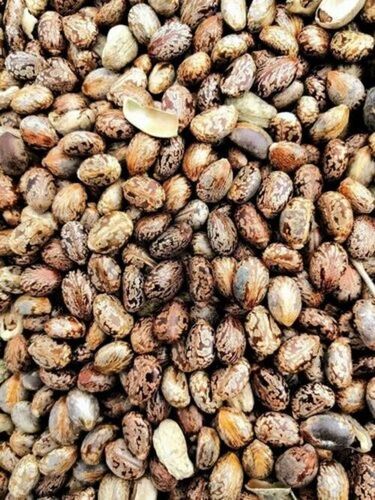 Raw Castor Seeds - Organic, Brown Color | 100% Purity, Edible Oil Seeds, Fresh Quality, Good Shelf Life of 1 Year, Packaged in PP Bag