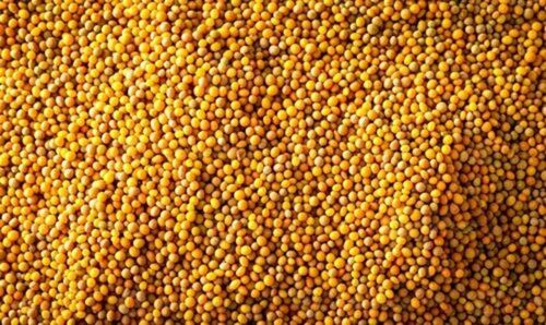 Yellow Mustard Seeds - Organic Fresh Quality 100% Purity | Yellow Color 1-Year Shelf Life Edible Oil Seeds in PP Bag
