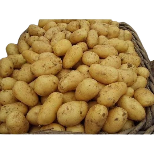 Fresh 3797 Potato - Organic A Grade, 50 kg Packed in Gunny Bag, Brown Color, Common Shape, Cooked Style, Chopped Processing Form