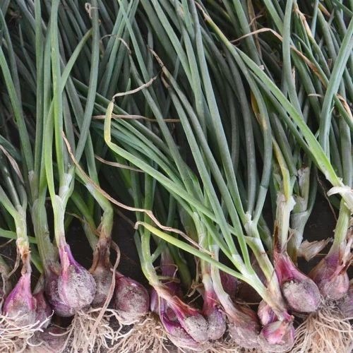 Green Onions - Fresh A Grade Cooking Vegetables | Chopped Common Shape Cooked Style for Culinary Use