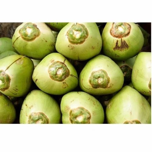 Green Tender Coconut - A Grade Quality, Fresh and Dry for Human Consumption | Vibrant Green Color, Common Cultivation Type