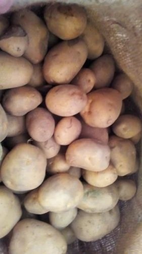 Potato - Fresh A Grade Cooking Vegetables, Chopped Style with Common Shape