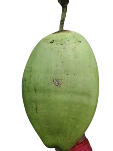 Tender Coconut - A Grade | Fresh Green Tender Coconut, Common Cultivation Type, Dry Usage for Human Consumption