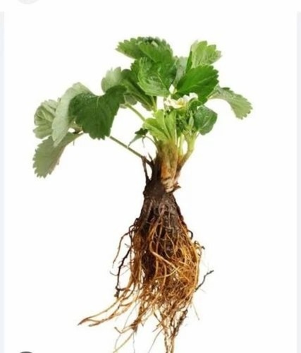 Bare Root Runner Strawberry Plant - Organic, 8-10 Inch Height , Green Leaves in Carton Box for Acidic and Alkaline Soils