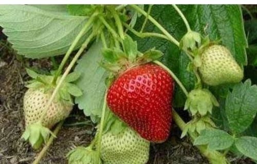 Camarosa Strawberry Plant - Organic, Full Sun Exposure, Alkaline & Acidic Soil, 5-10 Inch Height | Green Leaves, Grow Bag & Carton Box Packaging
