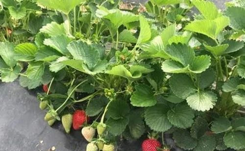 Flavia Strawberry Plant - Organic, Full Sun Exposure, Acidic Soil, Green Leaves | Flavia Variety, Carton Box Packaging