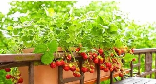 Full Sun Exposure Strawberry Plant - Organic, Green Leaves | Ideal For Deep Sandy Loam Soil, Requires Full Sunlight, Packaged In Brown Plastic Bag