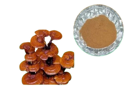 Ganoderma Extract 20%