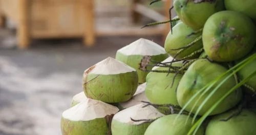 Green Coconut - Whole Pollachi Husk A Grade Quality | Organic Large Size Fresh Green Color Lose Packaging Storing Period: 4 Weeks Shelf Life: 3 Weeks