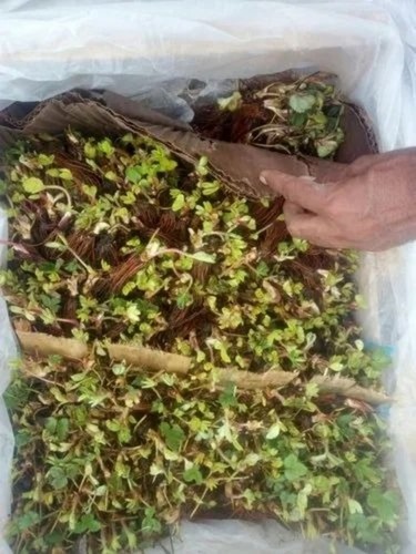 Imported Strawberry Frigo Plant - Organic Green Leaves Full Sun Exposure | Suitable for Deep Sandy Loam and Alkaline or Acidic Soil