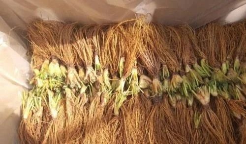 Imported Strawberry Mother Plant - Organic, 5-10 Inch Height, Full Sun Exposure | Green Leaves, Adaptable to Acidic and Alkaline Soils