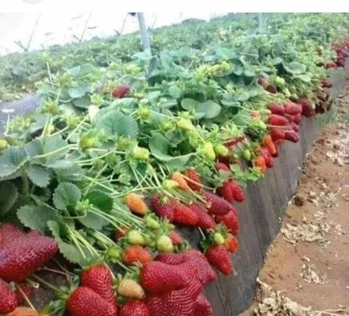 Nabila Strawberry Plant - Organic, Full Sun Exposure, Acidic & Alkaline Soil, Grow Bag Packaging | Green Leaves, Nabila Variety