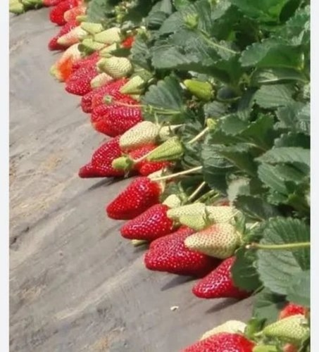 Rania Strawberry Plant - Organic, Acidic Soil Needs, 5-8 Inch Height | Green Leaves Variety