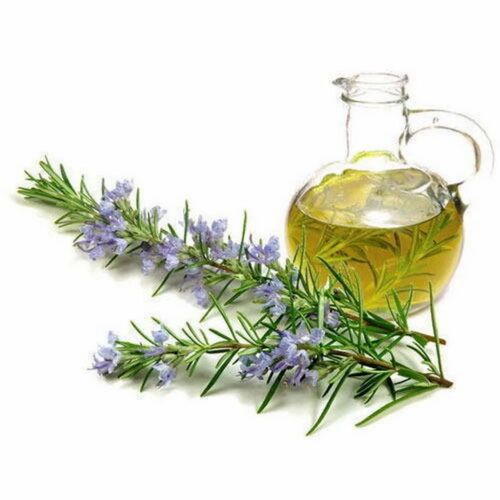 Rosemary Essential Oil - Liquid In Jar Fresh Condition | Fragrance Compound Purity 100% 24 Months Shelf Life