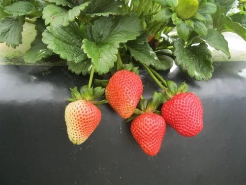 San Andreas Strawberry Plant - Organic Variety, 5-8 Inch Height, Full Sun Exposure, Acidic Soil Preference, Green Leaves in Grow Bag | Easy to Cultivate