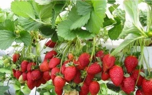 Winter Dawn Strawberry Plant - Organic | Winter Down Variety, Full Sun Exposure, Grows 5-10 Inches, Acidic Soil, Green Leaf Part in Grow Bag