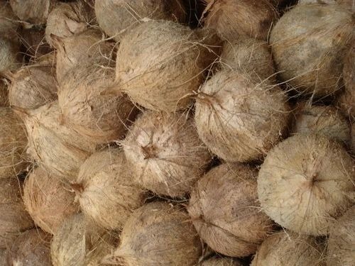 Coconut - A Grade Fresh Coconut, Brown Color, Common Cultivation Type, Fresh Style | Ideal for Human Consumption