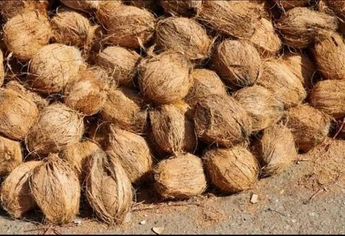 Fresh Husked Coconut - Semi Husked, Large Size, Brown Color | Common Cultivation Type, Solid Form, Store In Cool Dry Place, Shelf Life: 60 Days