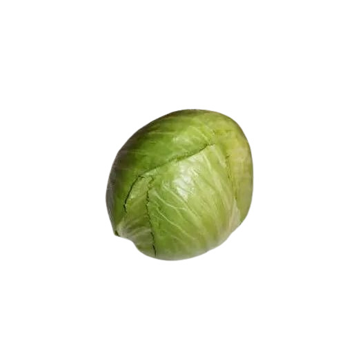 Green Organic Cabbage