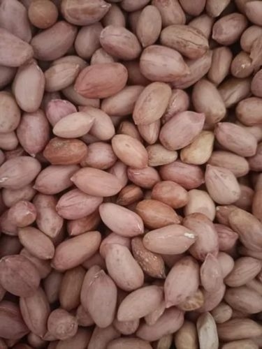 Groundnut Seed