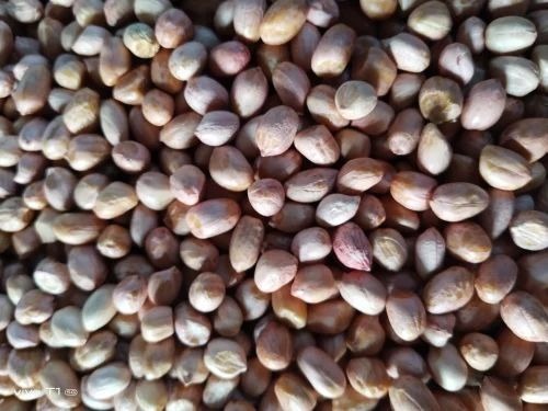 Groundnut Seeds - Whole Organic Natural Packed in Plastic Box 100% Purity 12 Months Shelf Life