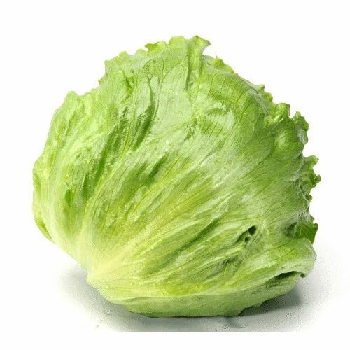 Iceberg Lettuce