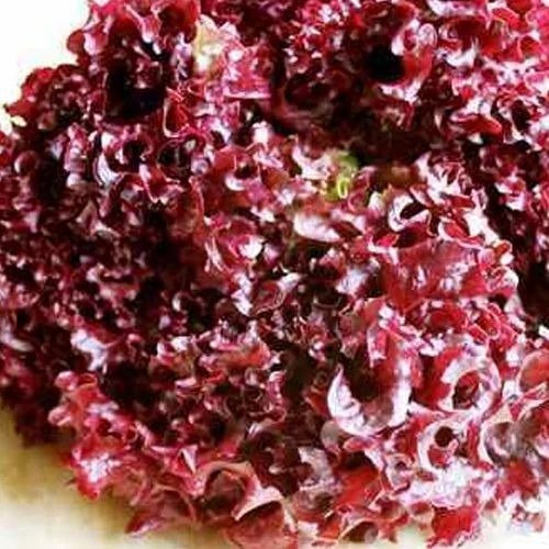 Lettuce Lollo Rosso